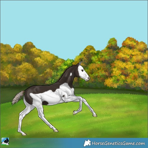 Horse Color:Liver Chestnut Splash Frame 