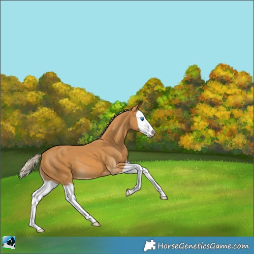 Horse Color:Palomino Splash 