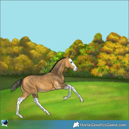 Horse Color:Buckskin Splash 