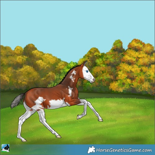 Horse Color:Bay Splash Frame 