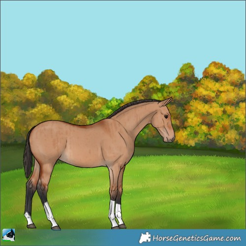 Horse Color:Bay Dun Tobiano Brindle 