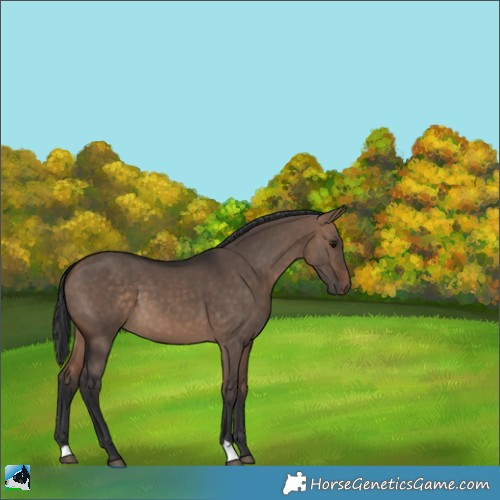 Horse Color:Bay Dun 