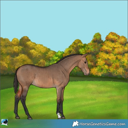 Horse Color:Bay Dun Brindle 