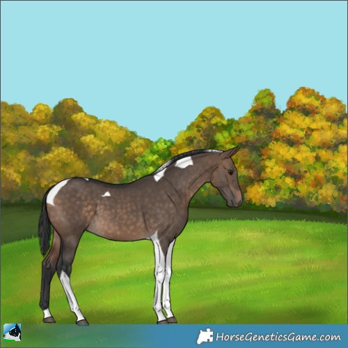 Horse Color:Bay Dun Tobiano 