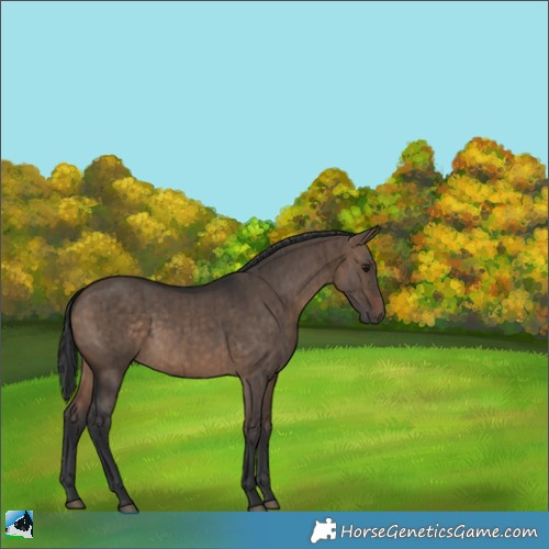 Horse Color:Brown Dun Brindle 