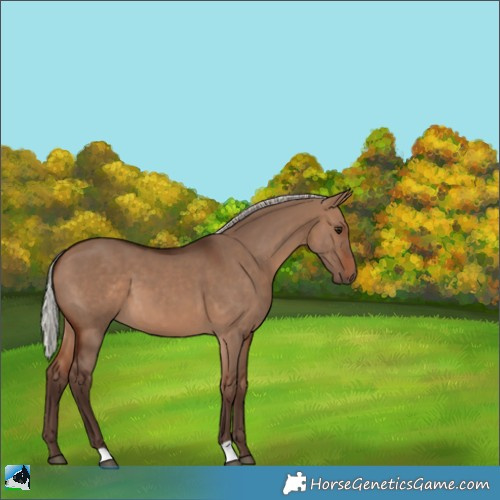 Horse Color:Silver Brown Dun