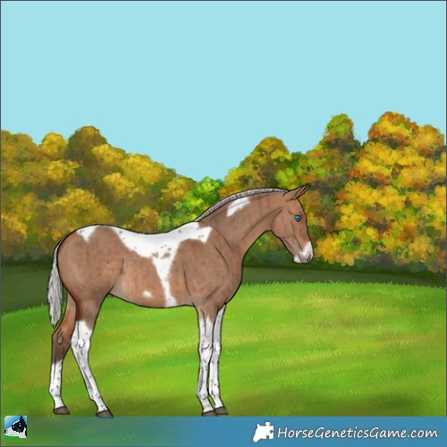 Horse Color:Silver Bay Dun Tobiano Frame Brindle 