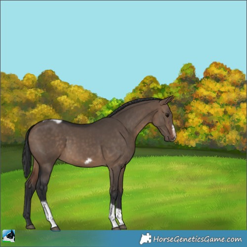Horse Color:Bay Dun Tobiano Frame 