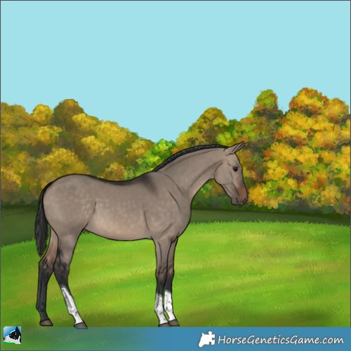 Horse Color:Brown Dun Tobiano 