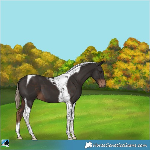 Horse Color:Liver Chestnut Tobiano 