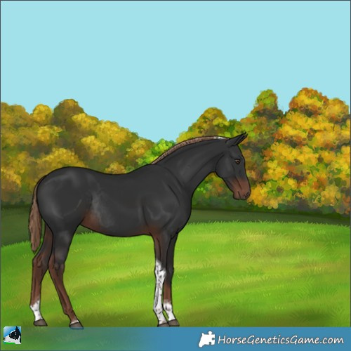 Horse Color:Liver Chestnut Tobiano Rabicano 