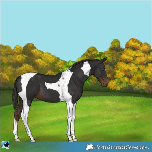 Horse Color:Liver Chestnut Tobiano 