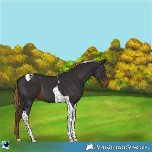 Horse Color:Liver Chestnut Tobiano 