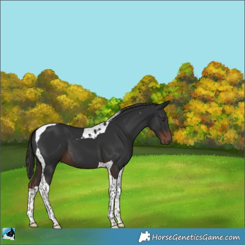 Horse Color:Liver Chestnut Tobiano 