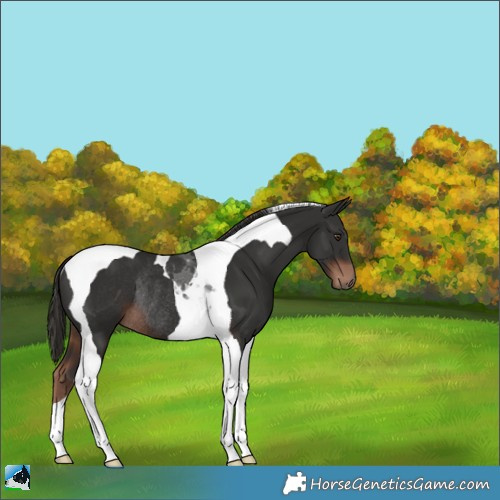 Horse Color:Liver Chestnut Tobiano Rabicano 