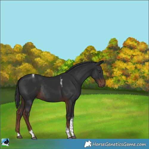 Horse Color:Liver Chestnut Tobiano Rabicano 