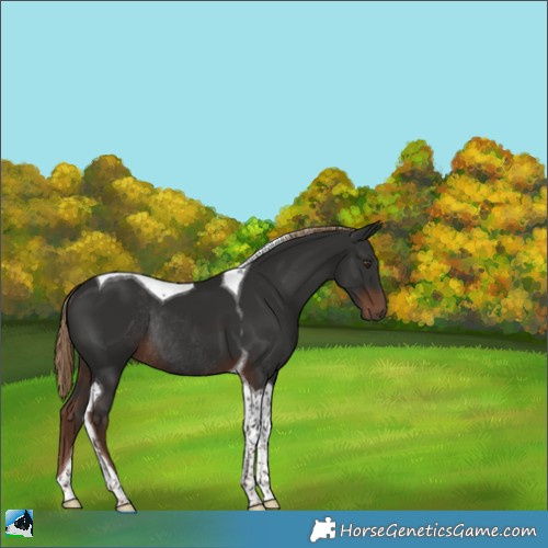 Horse Color:Liver Chestnut Tobiano Rabicano