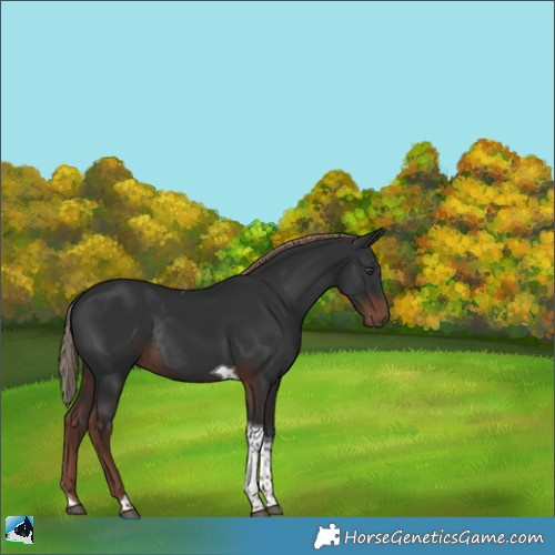 Horse Color:Liver Chestnut Tobiano Rabicano 