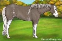 Horse Color:White Spotted Silver Blue Roan Splash