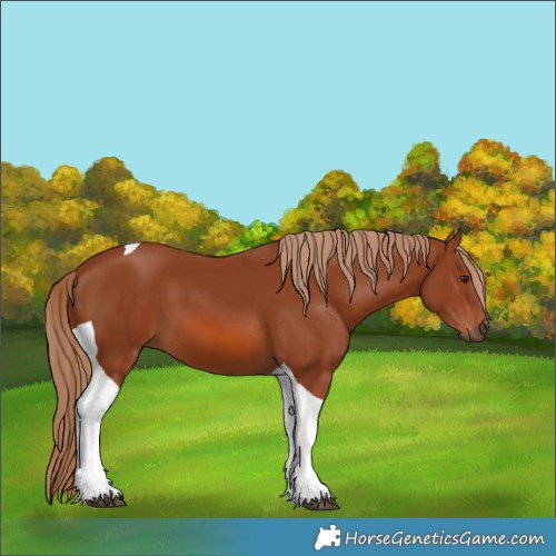 Horse Color:Chestnut Tobiano 