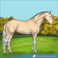 Horse Color:Palomino Dun Splash 
