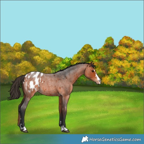 Horse Color:Bay Roan Appaloosa 