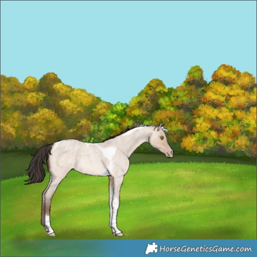 Horse Color:Sable Champagne Roan Dun Tobiano 