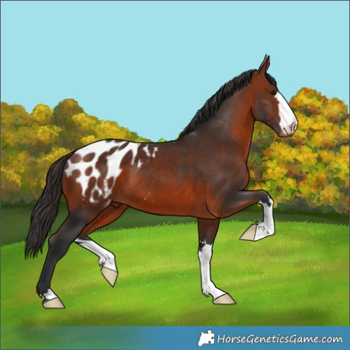 Horse Color:Bay Blanket 