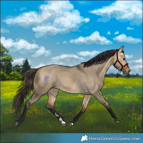 Horse Color:Buckskin Dun 