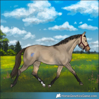 Horse Color:Buckskin Dun 