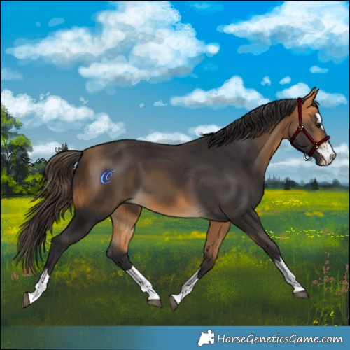 Horse Color:Buckskin 