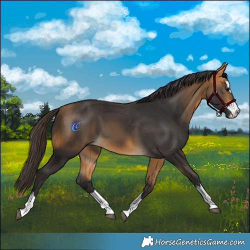 Horse Color:Buckskin 