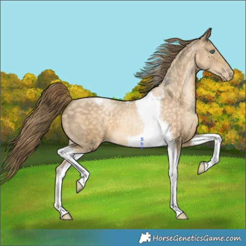 Horse Color:Buckskin Pearl Tobiano 