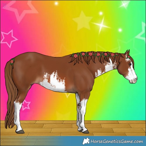 Horse Color:White Spotted Chestnut 