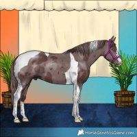 Horse Color:Chocolate Smoky Black Chinchilla Merle Tobiano