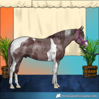 Horse Color:Chocolate Smoky Black Chinchilla Merle Tobiano