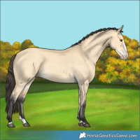 Horse Color:Buckskin Dun Splash 