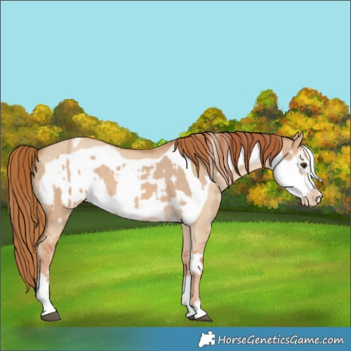 Horse Color:Red Dun Varnish  and Red Dun Frame Varnish 