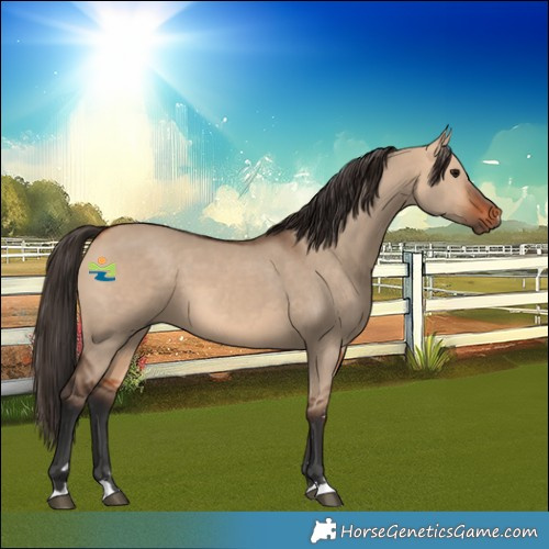 Horse Color:Bay Dun 
