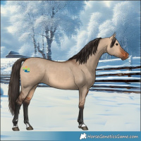 Horse Color:Bay Dun 