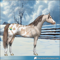 Horse Color:Bay Dun Blanket
