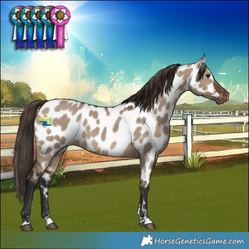 Horse Color:Brown Dun Near Leopard 