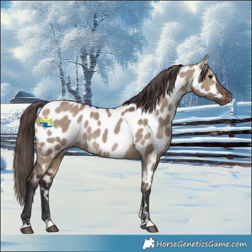 Horse Color:Brown Dun Appaloosa 