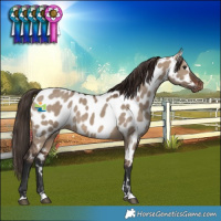 Horse Color:Brown Dun Near Leopard 