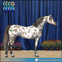 Horse Color:Brown Dun Near Leopard