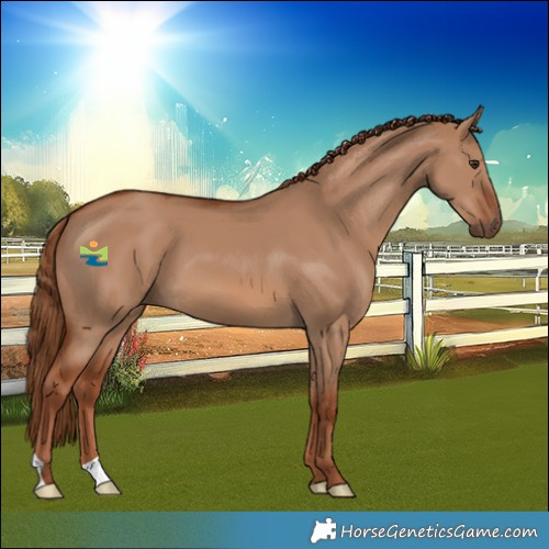 Horse Color:Red Dun 