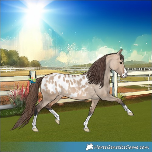 Horse Color:Bay Dun Blanket 