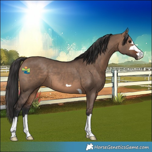Horse Color:Brown Dun 