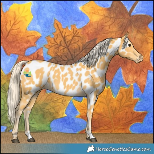 Horse Color:Palomino Near Leopard 
