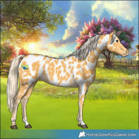Horse Color:Palomino Near Leopard 